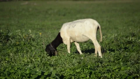 Sheep on the hillside meadow grazing. Stock Footage 130862107