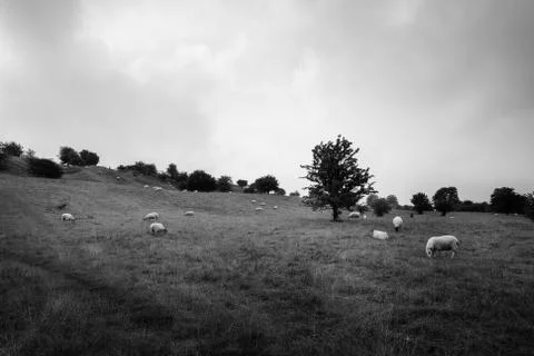 Sheep on a hillside Stock Photos