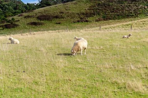 Sheep On A Hillside Stock Photos