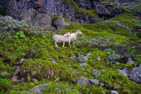 Sheep on hillside Stock Photos