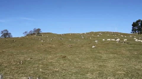 Sheep on hillside Scotland Stock Footage 10841474
