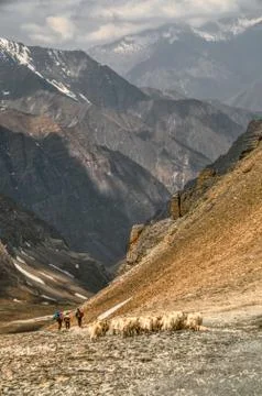 Sheep in himalayas Stock Photos