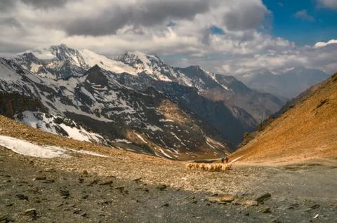 Sheep in himalayas Stock Photos