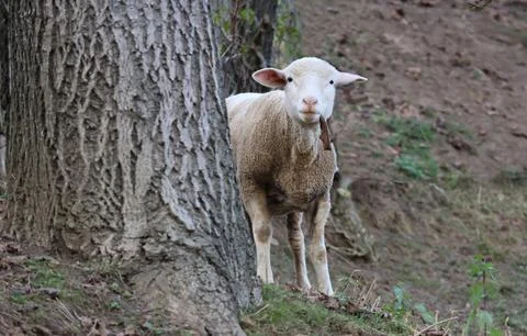 A sheep is holding a leaf from the tree in its mouth and looking at the camera Foto stock