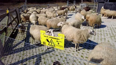 Sheep In Holding Pen Protected With Electric Fencing Stock Footage 344044884