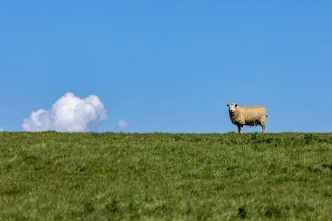 A sheep on the horizon, looking at the camera Stock Photos
