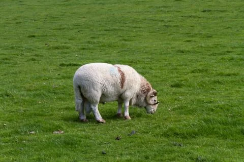 Sheep with horns, grazing. Stock Photos