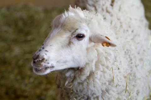 A sheep with horns Stock Photos