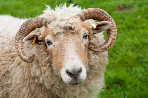 Sheep with horns Stock Photos