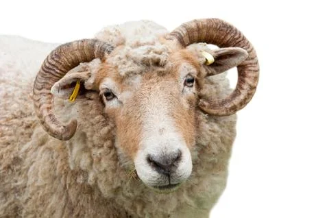 Sheep with horns Stock Photos