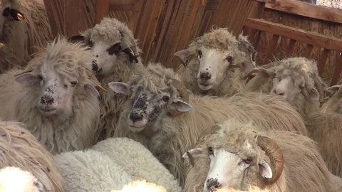 Sheep housed in a stable entry Stock Footage 96708783