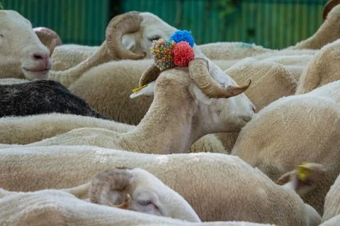 Sheep huddle, one adorned with bright decoration Stock Photos