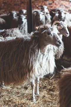 Sheep huddles closely together inside a barn, their thick wool illuminated by Stock Photos