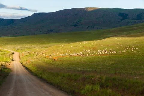 Sheep Hundreds Mountains Stock Photos