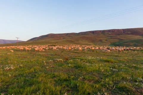 Sheep Hundreds Mountains Stock Photos