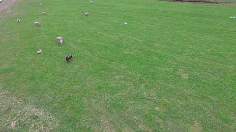 Sheep in Iceland from Drone Video stock 71816481