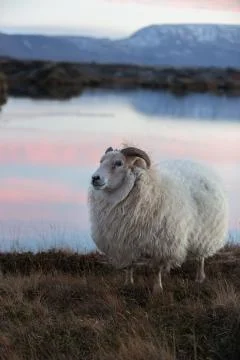 Sheep in Iceland Stock Photos