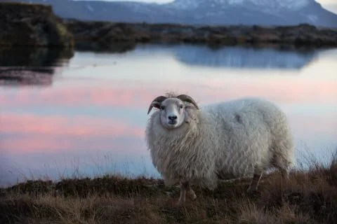 Sheep in Iceland Stock Photos