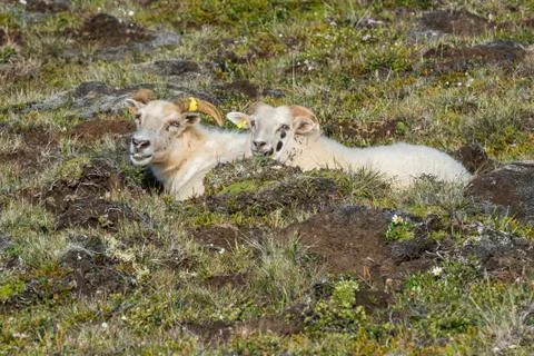Sheep on Iceland Stock Photos