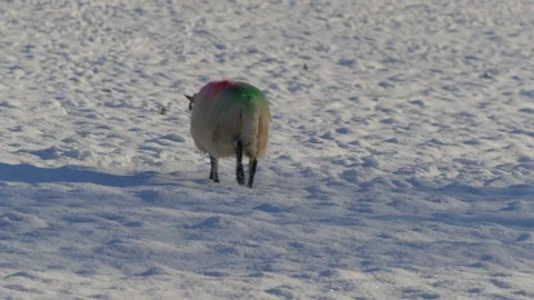 Sheep With Identification Dye Digging Through Snow For Grass To Eat 스톡 동영상 339030107