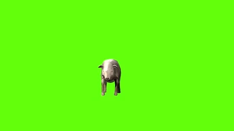 Sheep idle breath  green screen animation 3D rendering Stock Footage 297691689