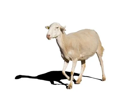 Sheep Illustrazione stock