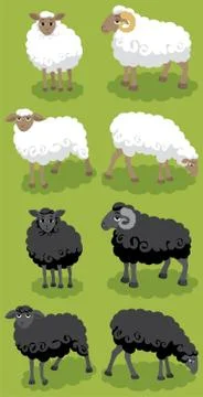 Sheep Stock Illustration