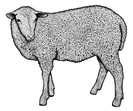 Sheep Stock Illustration