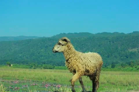 Sheep Images. Foto stock
