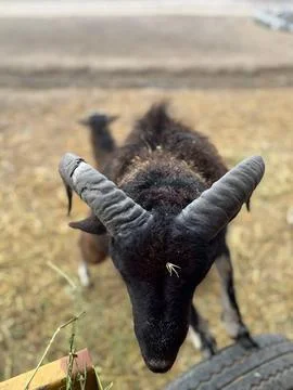 Sheep with Impressive Horns Stock Photos