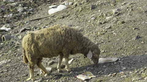 Sheep India Stock Footage 136473083