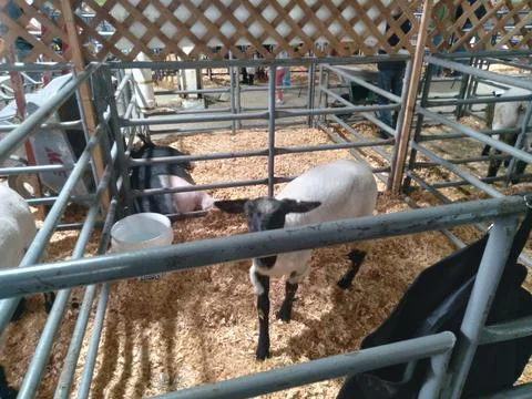 Sheep inside a caged pen Stock Photos