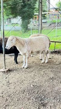 Sheep inside a closed cage Stock Photos