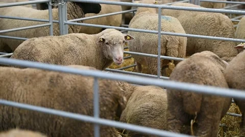 Sheep inside a farm Stock-Footage 62650537