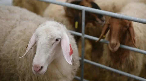 Sheep inside a farm 動画素材 62650547