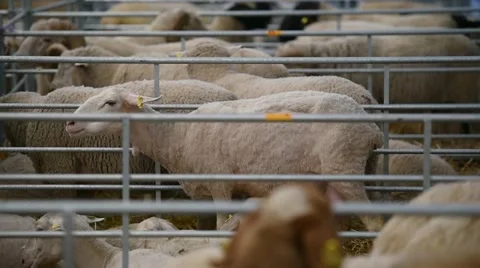 Sheep inside a farm Video stock 62650553