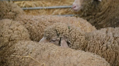 Sheep inside a farm 스톡 동영상 62650597