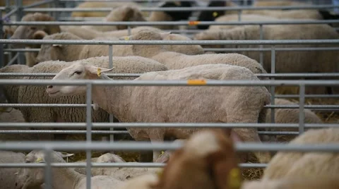 Sheep inside a farm 스톡 동영상 62650603