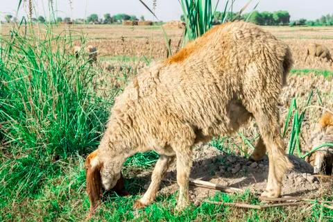 Sheep inside a  sheep farm Stock Photos