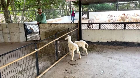 Sheep Interaction at Exotic Zoo Stock Footage 316741473