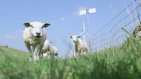 Sheep investigating camera on a clear day Stock Footage 103202824