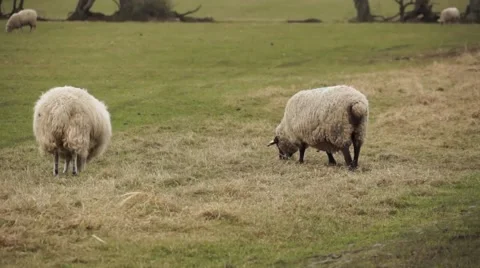 Sheep in Ireland Video stock 46627873