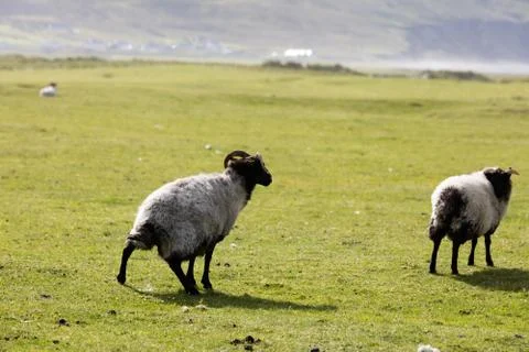 Sheep in Ireland Foto stock