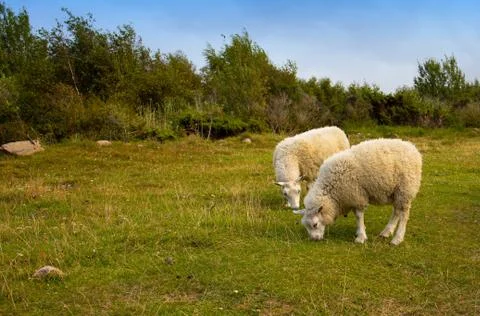 Sheep on the island of Bornholm Stock Photos