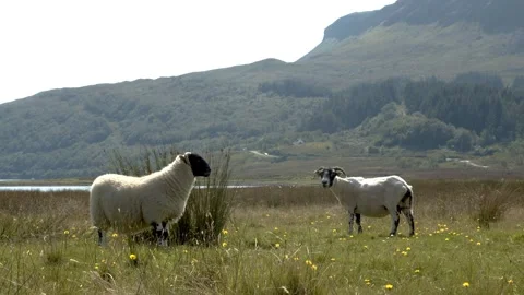 Sheep on the isle of skye 库存影片 346705220