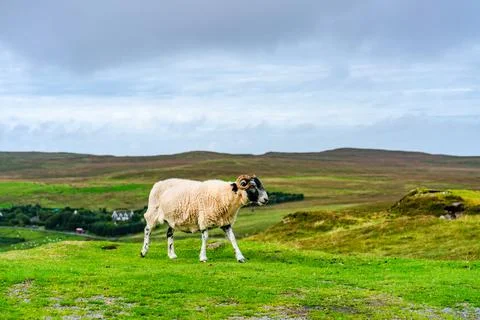 A sheep on Isle of Skye Stock Photos