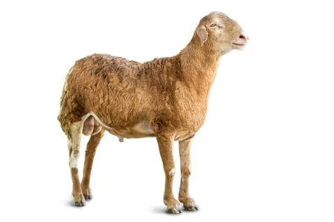Sheep isolated Stock Photos