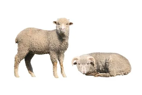 Sheep isolated on a white background Stock Photos
