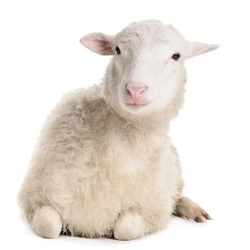Sheep isolated on white Stock Photos