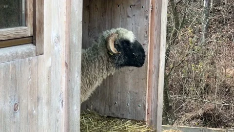 Sheep in its enclosure Video stock 232043349